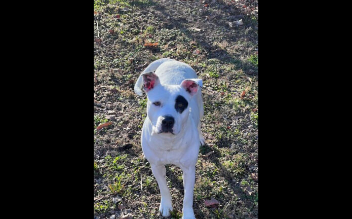 Companion Pet Rescue of Middle Tennessee - Ember