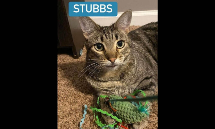 Finders Keepers Cat Rescue - Stubbs