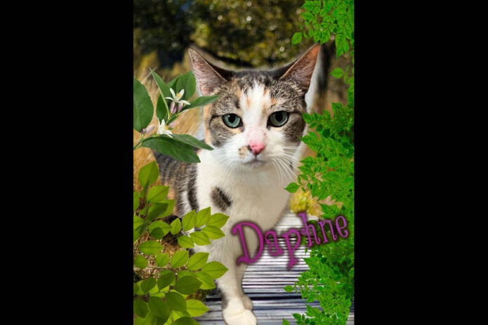 Montgomery County Animal Care and Control - Daphne