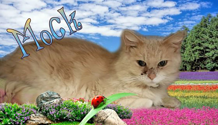 Montgomery County Animal Care and Control - Mock