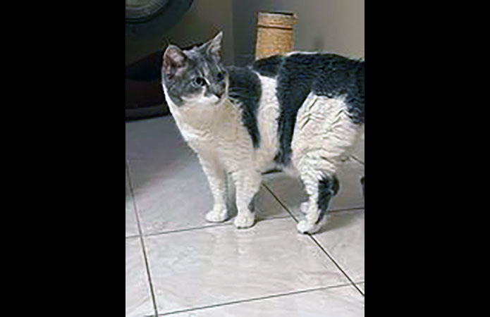 Puurrrfect Paws Rescue & Cat Cafe - Clover