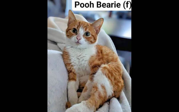 Puurrrfect Paws Rescue & Cat Cafe - Pooh Bearie