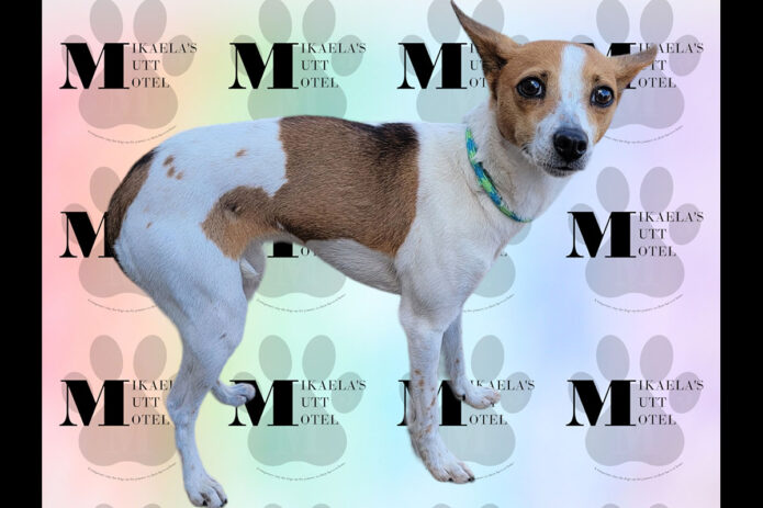 Mikaela’s Mutt Motel - Adele