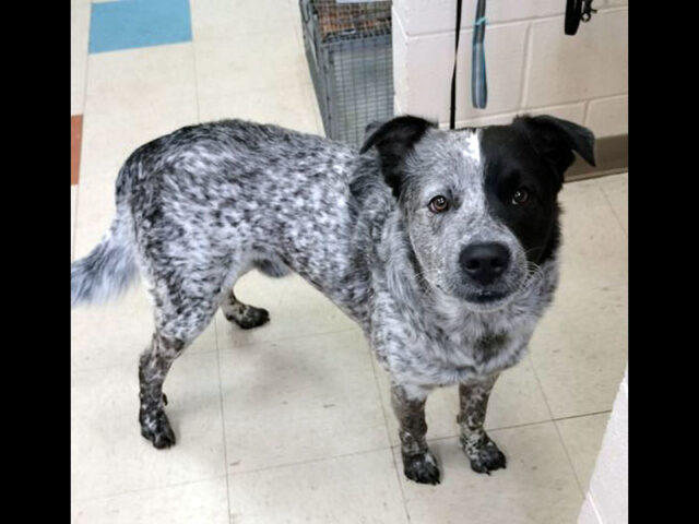 Montgomery County Animal Care and Control - Girardz