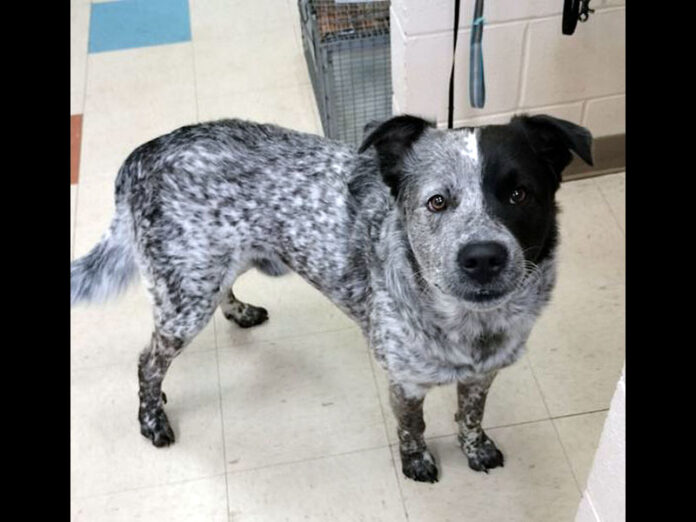 Girardz is available at Montgomery County Animal Care and Control