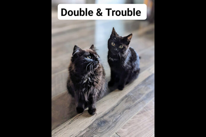 Puurrrfect Paws Rescue & Cat Cafe - Double & Trouble