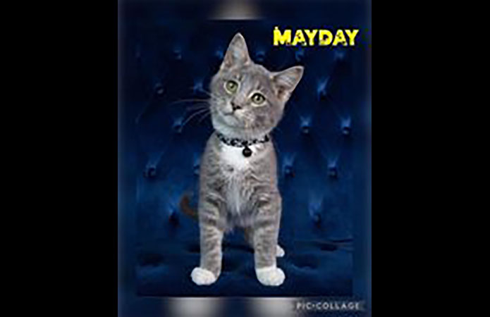 Puurrrfect Paws Rescue & Cat Cafe - Mayday