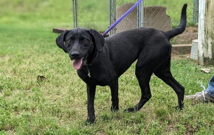 Shamrock is available at Stewart County Faithful Friends Animal Rescue