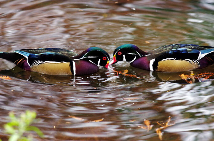 Wood Ducks feeding at Land Between the Lakes National Recreation Area. (Ron Kruger)