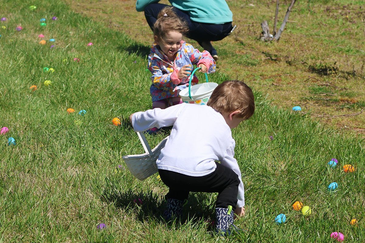 Beachaven Vineyards & Winery hosts Easter Egg Hunt for Kids 10 and under and adults 21 and over. (Clarksville Online) Beachaven Vineyards & Winery hosts Easter Egg Hunt for Kids 10 and under and adults 21 and over. (Clarksville Online)
