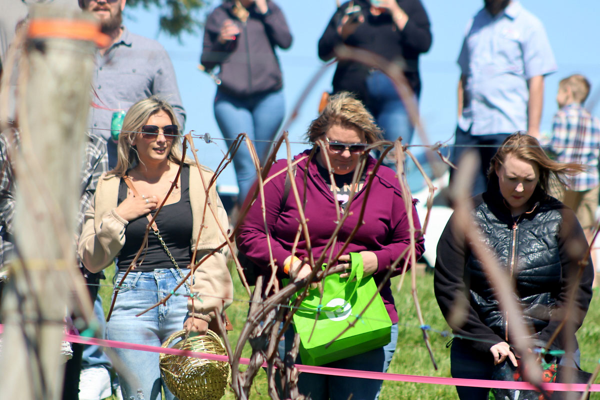 Beachaven Vineyards & Winery hosts Easter Egg Hunt for Kids 10 and under and adults 21 and over. (Clarksville Online) Beachaven Vineyards & Winery hosts Easter Egg Hunt for Kids 10 and under and adults 21 and over. (Clarksville Online)