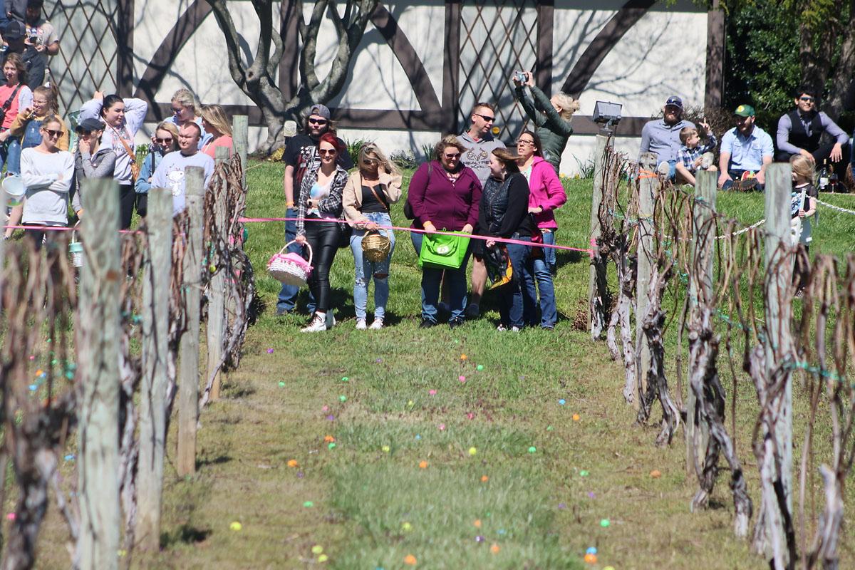Beachaven Vineyards & Winery hosts Easter Egg Hunt for Kids 10 and under and adults 21 and over. (Clarksville Online) Beachaven Vineyards & Winery hosts Easter Egg Hunt for Kids 10 and under and adults 21 and over. (Clarksville Online)