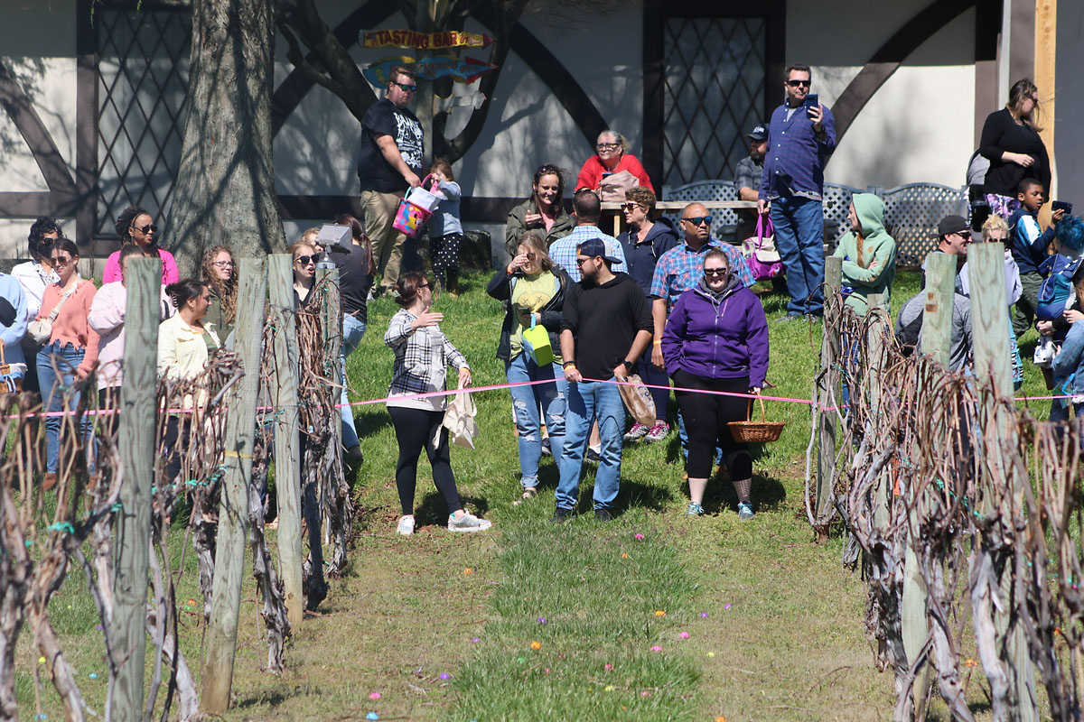 Beachaven Vineyards & Winery hosts Easter Egg Hunt for Kids 10 and under and adults 21 and over. (Clarksville Online) Beachaven Vineyards & Winery hosts Easter Egg Hunt for Kids 10 and under and adults 21 and over. (Clarksville Online)