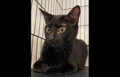 Cat Adoption Team of Stewart County (CATS) – Nix