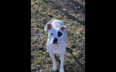 Companion Pet Rescue of Middle Tennessee – Ember