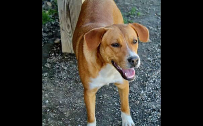 Hot Rod’s Garage Senior Sanctuary - Jessie