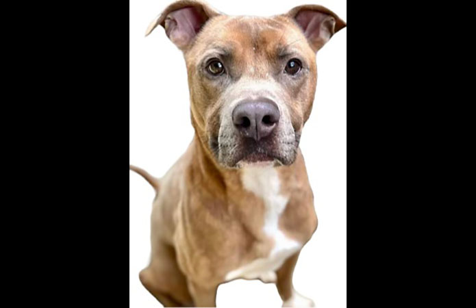 Mikaela’s Mutt Motel - Hank Williams Jr.