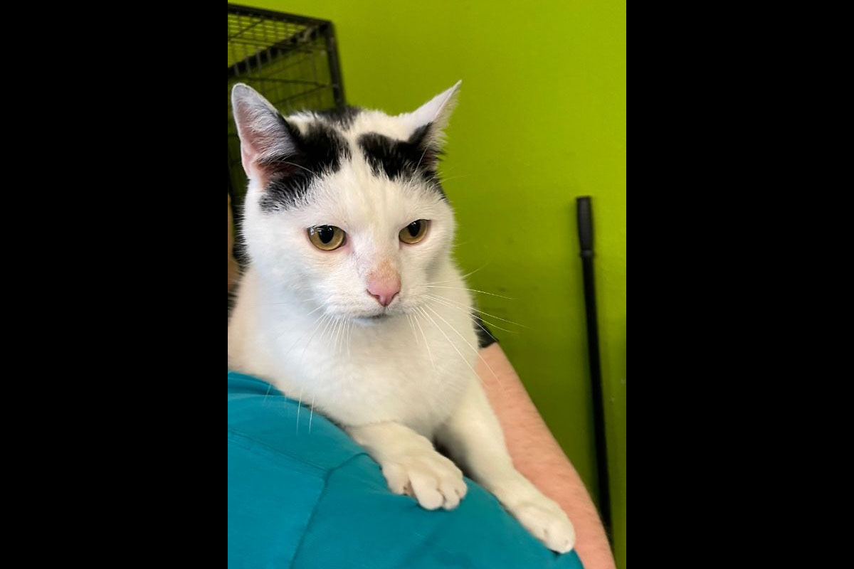 Montgomery County Animal Care and Control - Cupcake