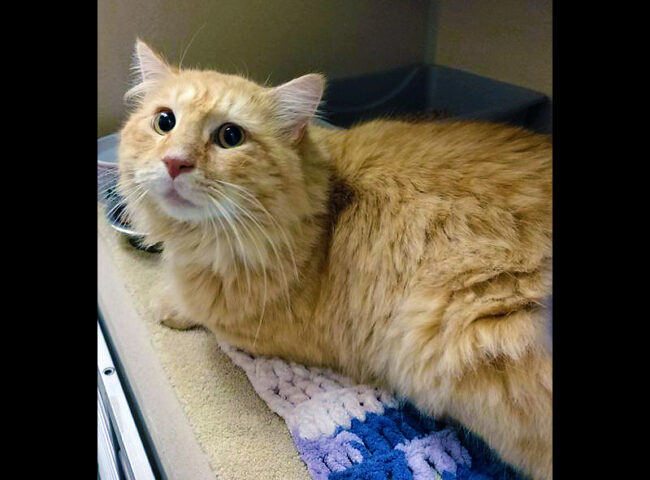 Montgomery County Animal Care and Control - Heathcliff