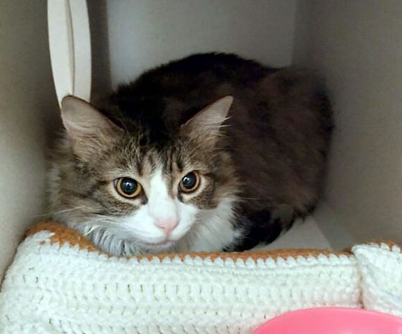 Montgomery County Animal Care and Control - Leila