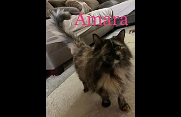 Puurrrfect Paws Rescue & Cat Cafe - Amara