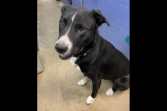 Stewart County Faithful Friends Animal Rescue – Stryder