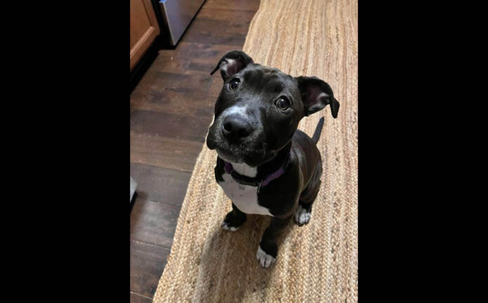 Companion Pet Rescue of Middle Tennessee - Bernadette