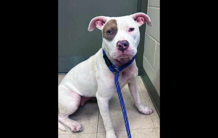 Montgomery County Animal Care and Control - Leasha