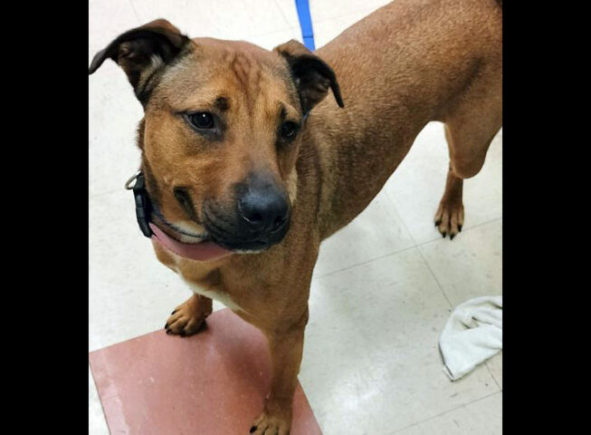 Montgomery County Animal Care and Control - Maia