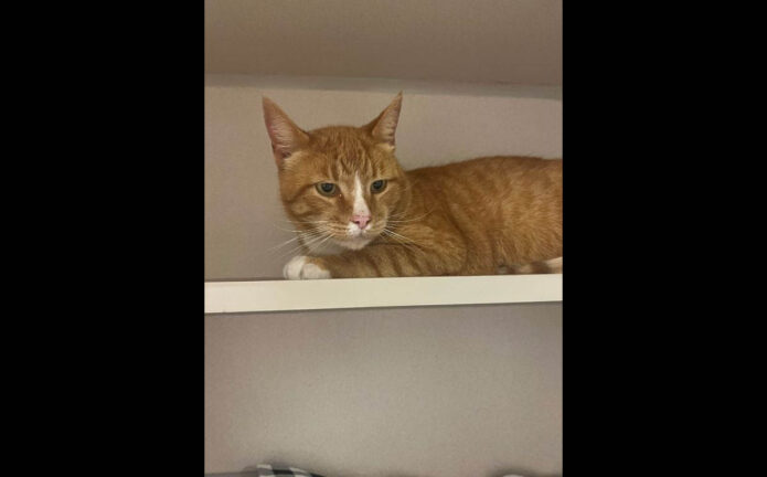 Montgomery County Animal Care and Control - Missouri