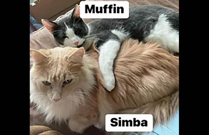 Puurrrfect Paws Rescue & Cat Cafe - Muffin & Simba