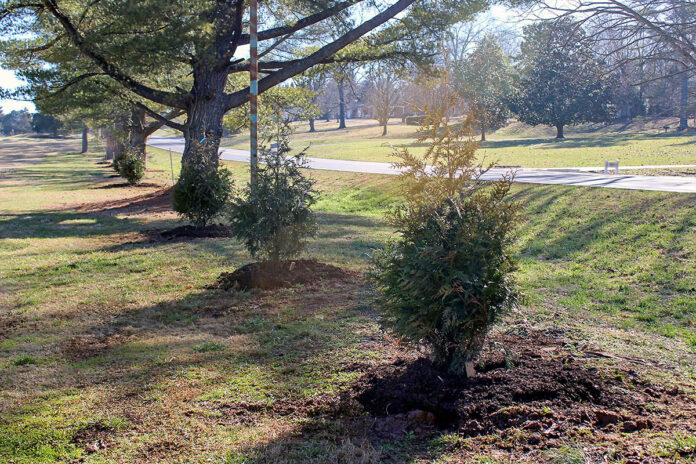 Trees planted on Swan Lake Golf Course along Dunbar Cave Road.