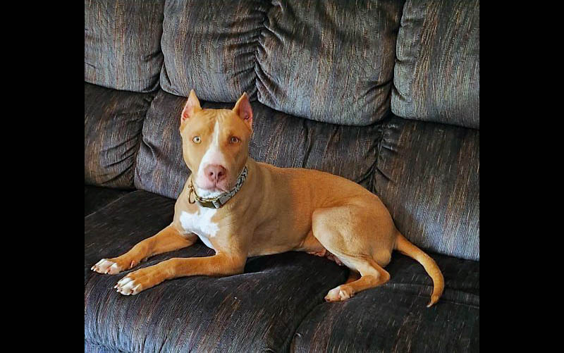 Companion Pet Rescue of Middle Tennessee - Penny