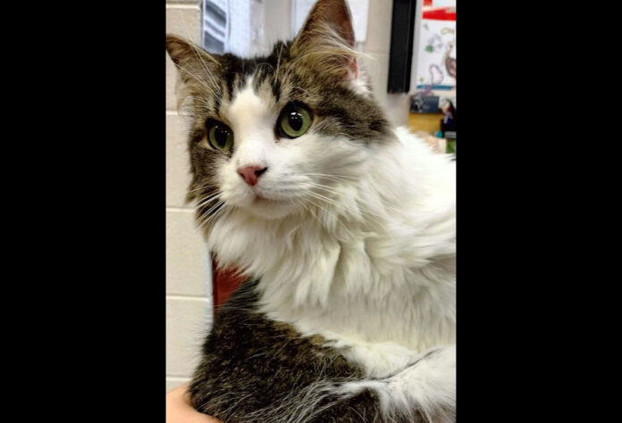 Liberty can be found at Montgomery County Animal Care and Control