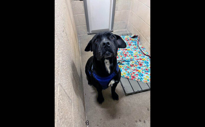 Montgomery County Animal Care and Control - Peach