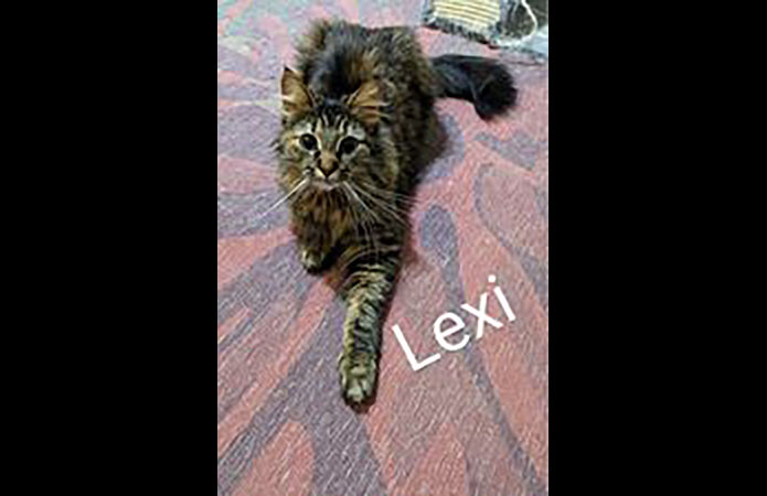 Puurrrfect Paws Rescue & Cat Cafe - Lexi