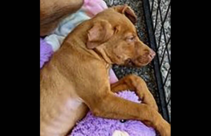 Sagley’s Biker Bully Farm - Puppies