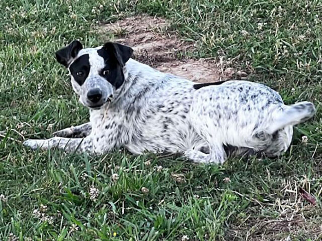 Two Ladies Caring Dog Rescue - Miles