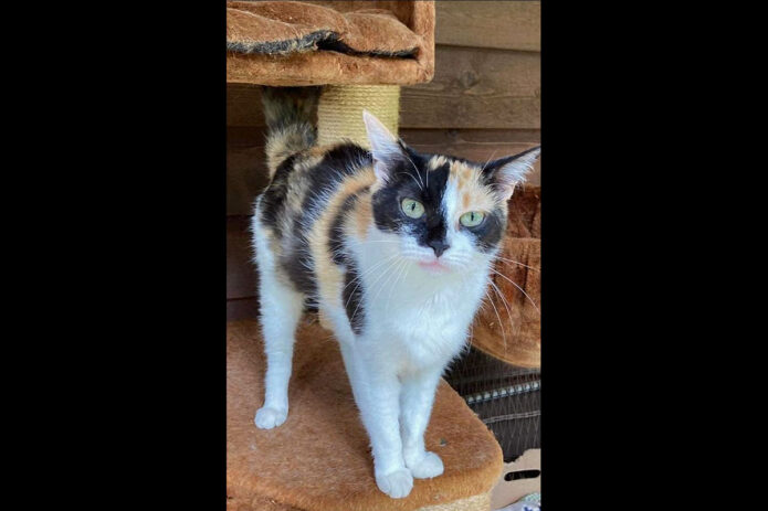 Cat Adoption Team of Stewart County (CATS) - Honey