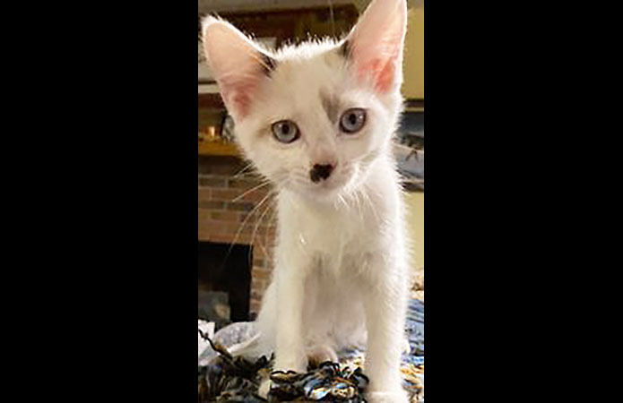 Cat Adoption Team of Stewart County (CATS) - Rorie