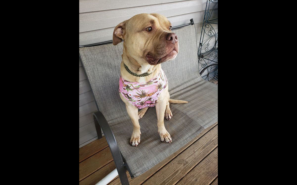 Companion Pet Rescue of Middle Tennessee Larry Clarksville Online