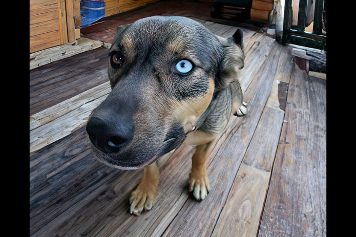 Companion Pet Rescue of Middle Tennessee - Mystic