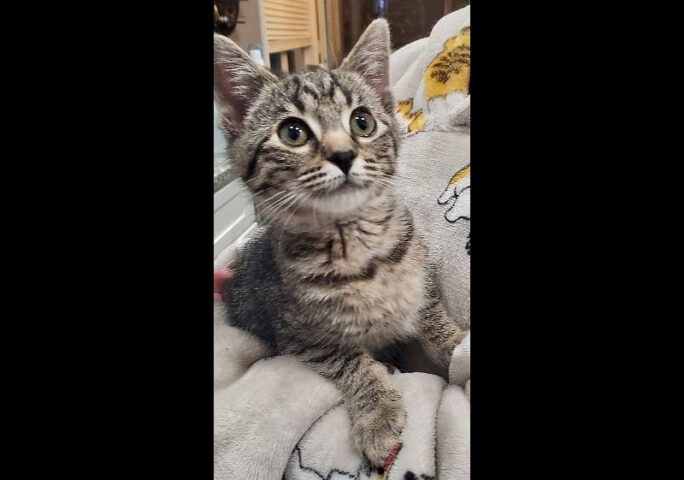 Companion Pet Rescue of Middle Tennessee - Nugget