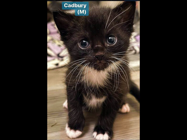 Finders Keepers Cat Rescue - Cadbury