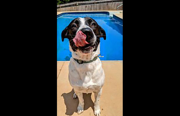 Kaylee’s Island of Misfit Dogs Rescue - Bolt