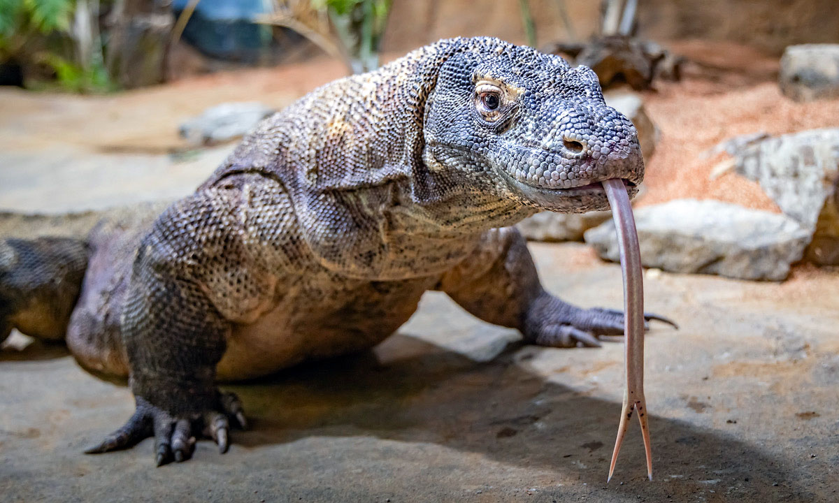 Nashville Zoo opens Komodo Dragon Habitat Today - Clarksville Online ...