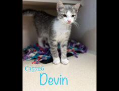 Montgomery County Animal Care and Control – Devin