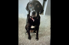 Montgomery County Animal Care and Control – Meka