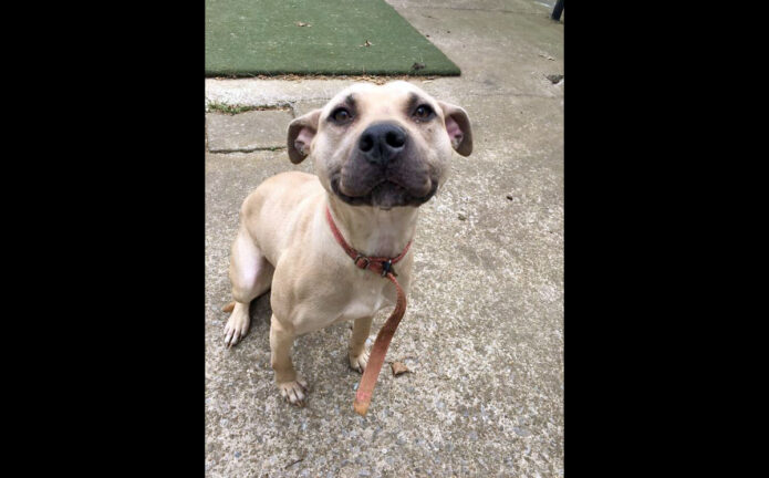 Montgomery County Animal Care and Control - Trixie