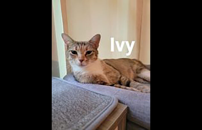 Puurrrfect Paws Rescue & Cat Cafe - Ivy